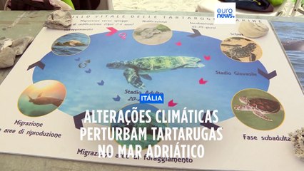 Alterações climáticas perturbam tartarugas no Mar Adriático