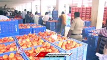Police Security For Tomatoes In Kolar Market Yard | Karnataka | V6 News