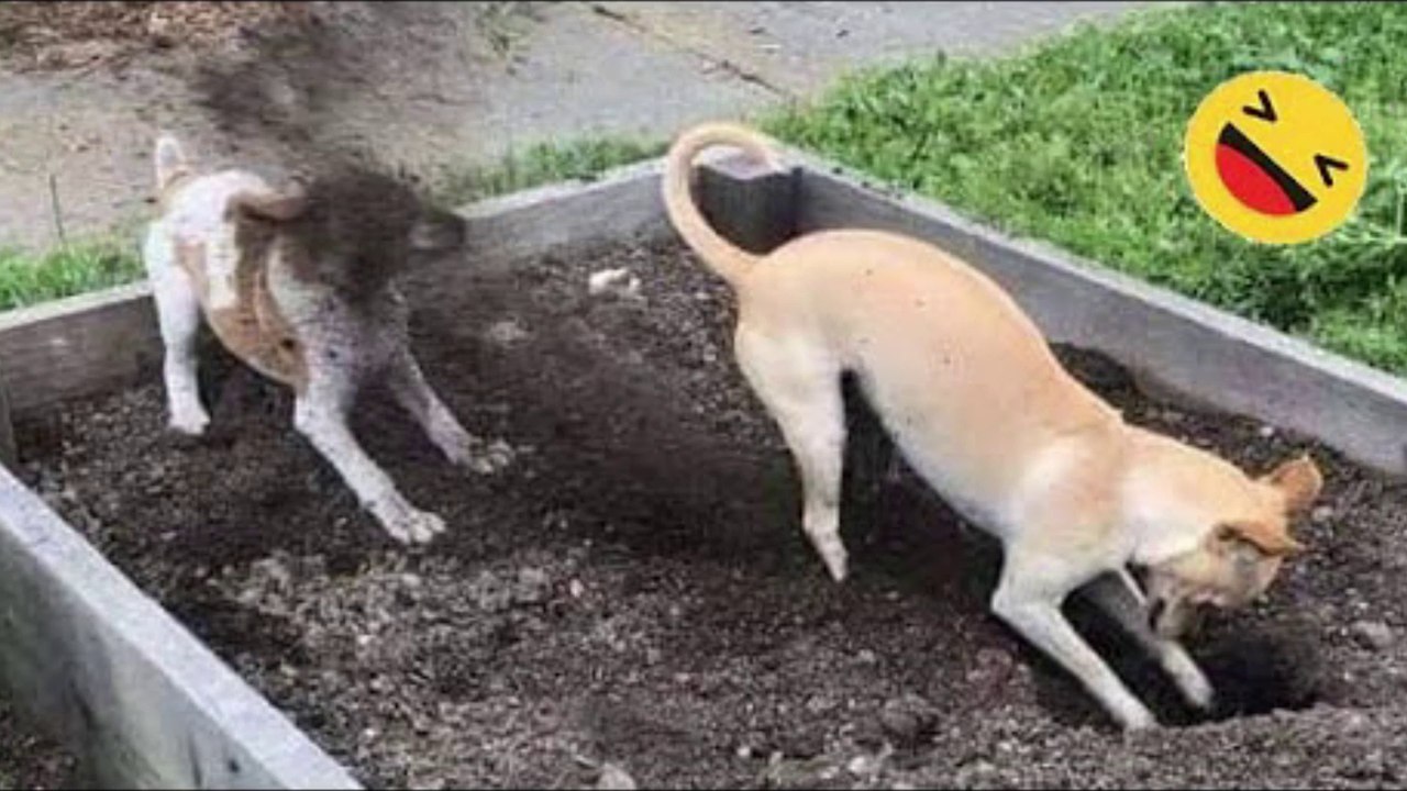 Funniest Dogs And Cats Videos------Best Funny Animals Videos 2023 #99----أفضل مقاطع فيديو حيوانات مضحكة