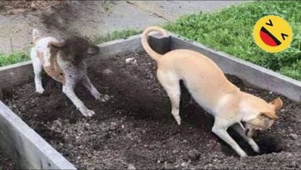 Funniest Dogs And Cats Videos------Best Funny Animals Videos 2023 #99----أفضل مقاطع فيديو حيوانات مضحكة