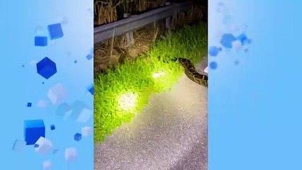 شاهد: شاب يصطاد بيديه أكبر ثعبان بورمي في تاريخ فلوريدا