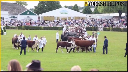 The Great Yorkshire Show 2023 Grand Cattle Parade.