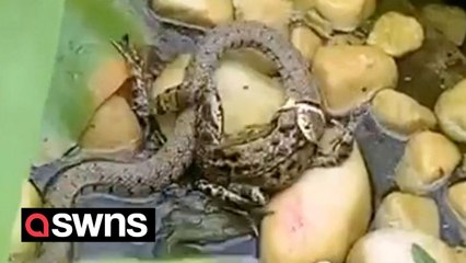 Woman left shocked after finding snake trying to eat frog in her back garden pond