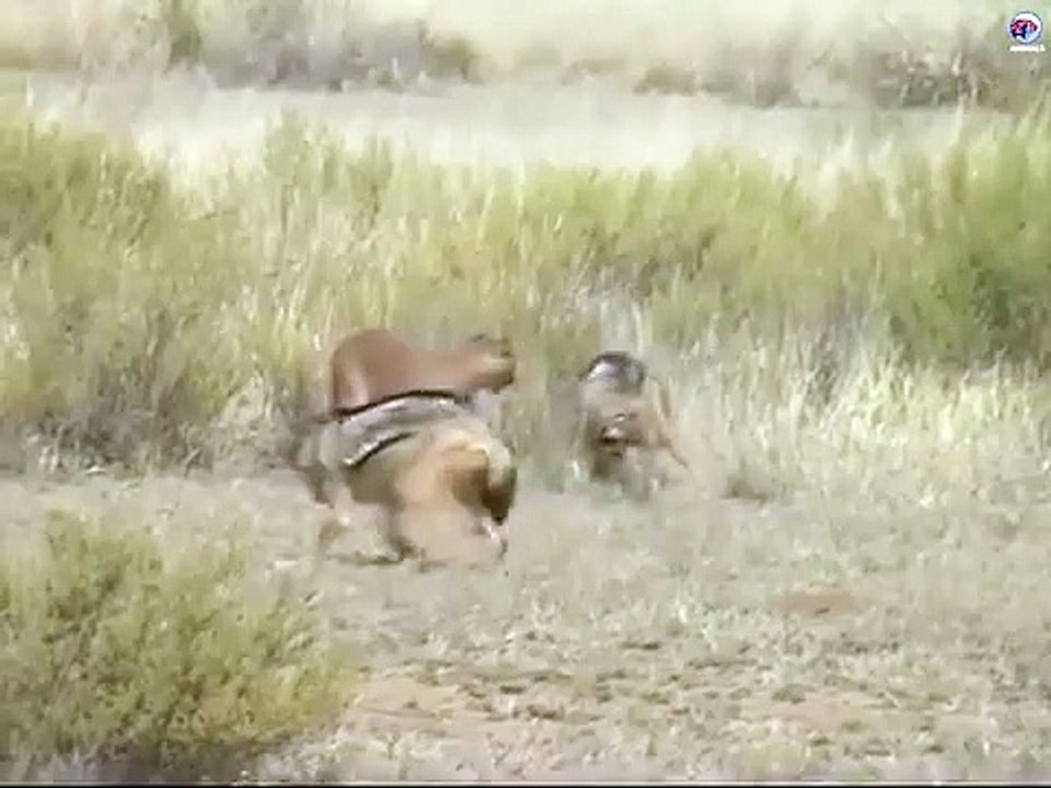Puma vs Jackals Fight