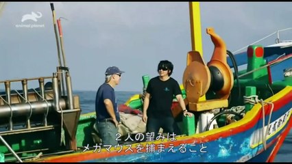 接近！メガマウスと謎の深海ザメ[字]【世界海洋デーSP】