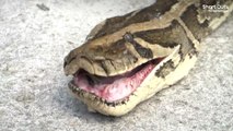 Des chasseurs novices capturent un python de 6 mètres en Floride