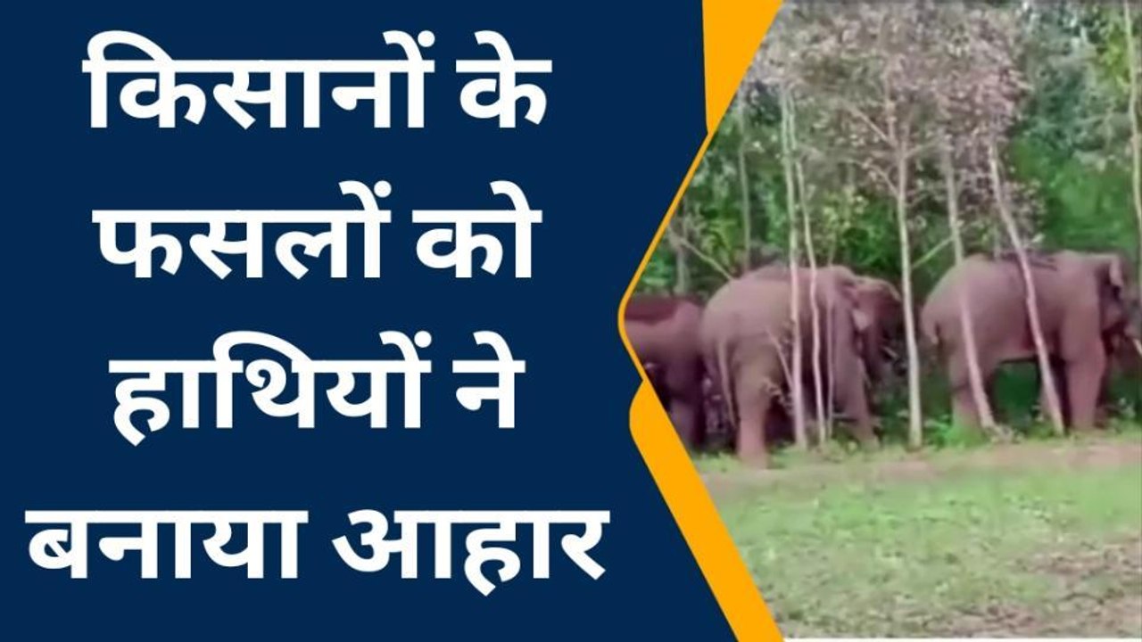 अनूपपुर: बांका के जंगल में हाथियों का ठहराव,कई घरों को बनाया निशाना