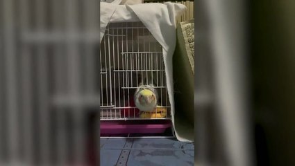 Smart pet cockatiel works out how to unlock cage and escape