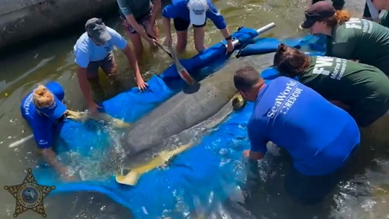 Injured manatees released back into wild after rehabilitation