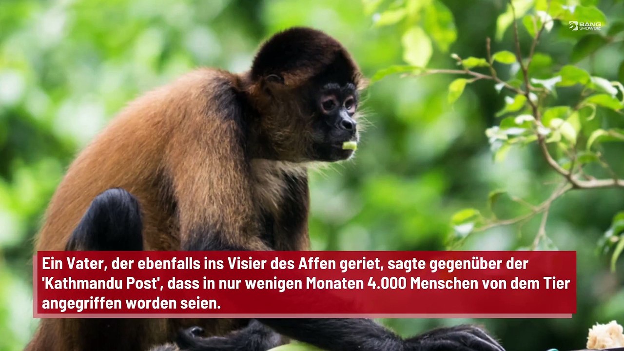 Betrunkener Affe soll innerhalb von drei Monaten 4.000 Menschen angegriffen haben