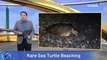 Sea Turtle Spotted in Taiwan's Yilan County for the First Time