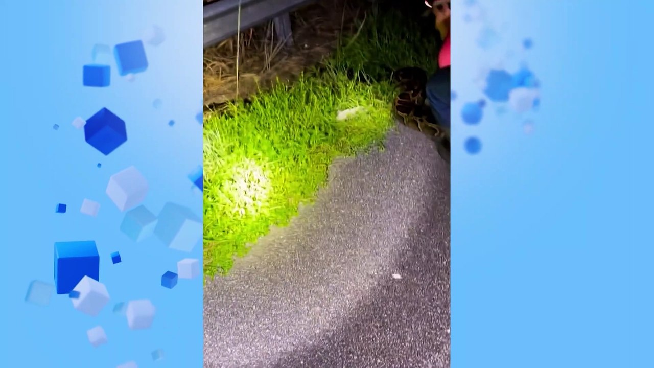 Fast 60 Kilo schwer und knapp 6 Meter lang: Riesenschlange in Florida gefangen