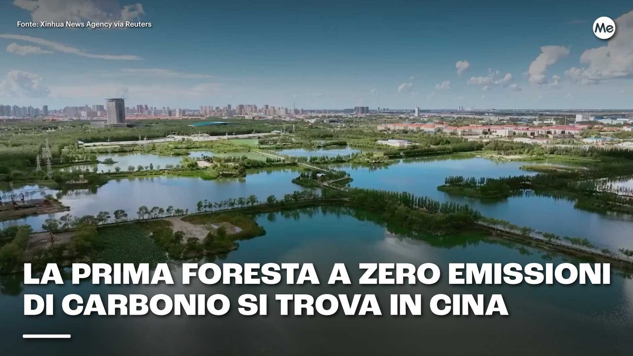 La prima foresta a zero emissioni di carbonio si trova in Cina
