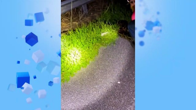 Florida | Capturan una pitón birmana de casi seis metros, la mayor jamás vista