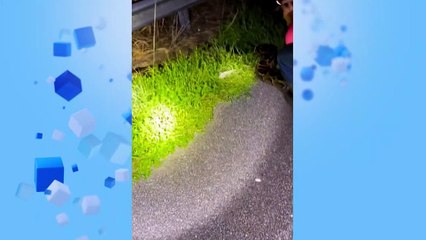 Florida | Capturan una pitón birmana de casi seis metros, la mayor jamás vista