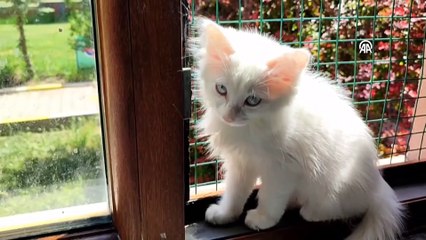 Van kedisi yavrularının sayısının artırılmasında hedef bir önceki yılın üzerine çıkmak