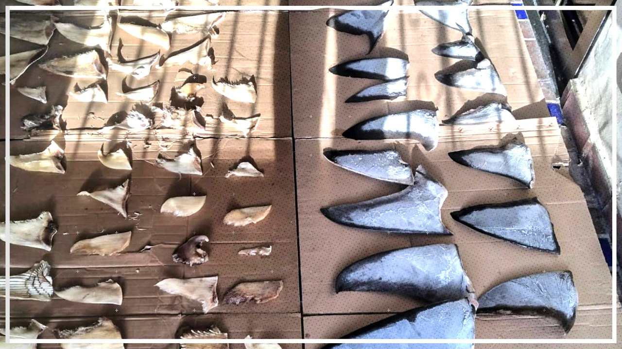 Sechs Tonnen Haiflossen in Panama sichergestellt