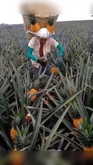 Memetik buah Nanas