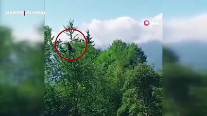Sosyal medyada büyük ilgi gördü! Ağaca çıkan ayıyı uyaran vatandaş gülümsetti... "Ula in aşağı in"