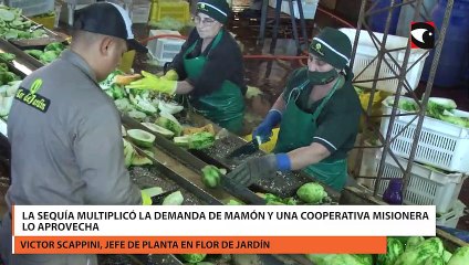 La sequía multiplicó la demanda de mamón y una cooperativa misionera lo aprovecha