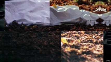 Disparition de Marine Payoux : un corps découvert dans le Tarn-et-Garonne