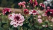 Are Dahlias Annuals or Perennials? It Depends on Where You Live