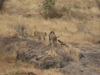 Leopard Tries to Escape Pride of Lions