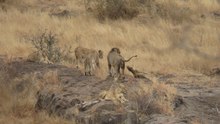 Leopard Tries to Escape Pride of Lions