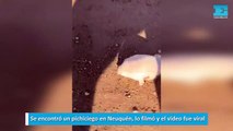 Se encontró un pichiciego en Neuquén, lo filmó y el video fue viral