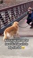 O momento (emocionante) em que esta cadela conseguiu atravessar uma ponte