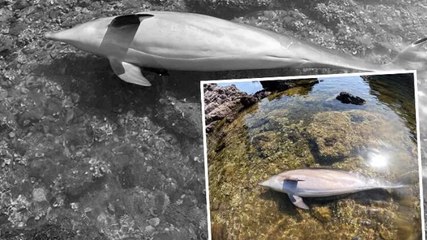 Ayvalık'ta deniz kıyısında ölü yunus bulundu