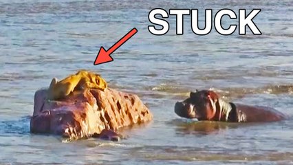 Stranded Lion Gets Surrounded & Attacked by Hippos