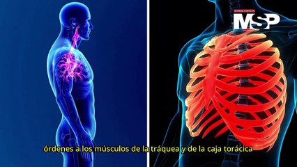 ¿Por qué sentimos tos y cuándo debe preocuparnos? 🩺