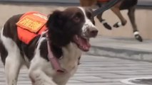 ADORABLE Fire Rescue Pups Take Part in Training Class!