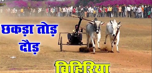 छकड़ा तोड़ रेस | अज़ीम पटेल बिहिरिया | ox | bailgada sharyat | खुर्सिपारकला बरघाट पट प्रतियोगिता