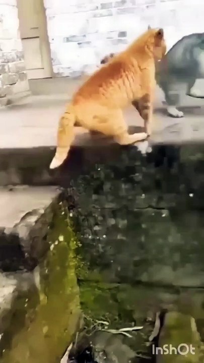 Cat Vs Cat
