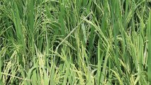 বাংলা চটি গল্প 49 | Beautifull Natural rice plant Of My  Father Field @Alisha