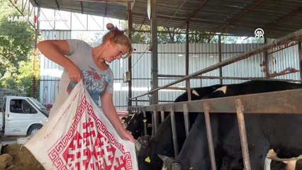 İngiltere'de yöneticilik yapan İngiliz gelin, aşkı için yerleştiği Aydın'da hayvancılığa başladı: 40 yıl düşünsem hiç aklıma gelmezdi böyle bir şey. Aşk işte...