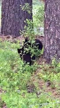 L'ours s'arrête pour gratter sur le pin
