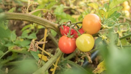 Got Yellow Leaves on Tomato Plants? 9 Reasons Why and How to Fix It