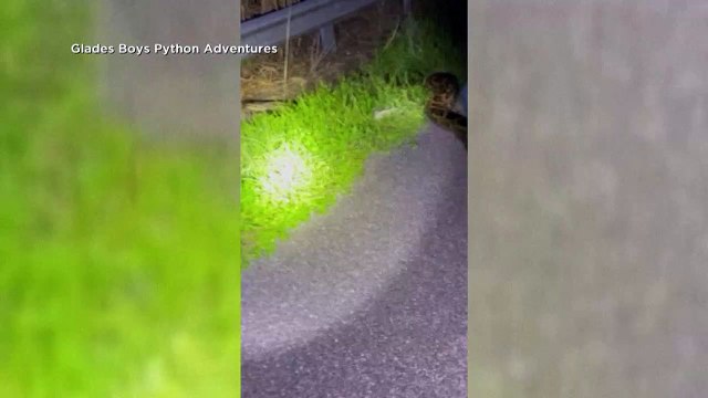 Un python birman de presque 6 mètres de long capturé en Floride