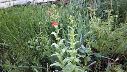 Prairie Flower, Catch Fly short video
