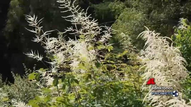 Estate in montagna, al via la stagione 2023 del Giardino Botanico Alpino