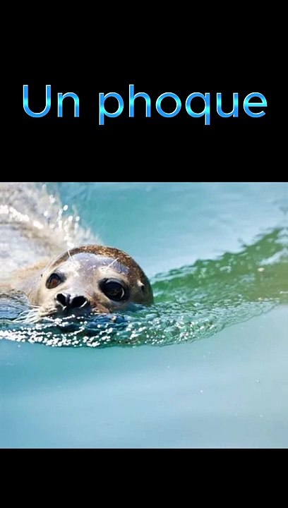 Un phoque fait du surf !