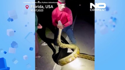 tn7-piton-mas-larga-registrada-140723