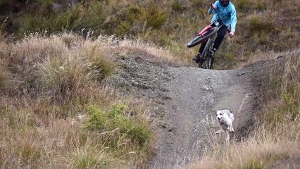 Collies And Their Biker Enjoy The Trails
