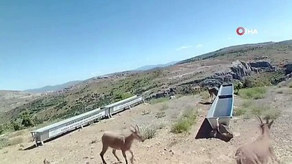 Milli Parklar: Yaban hayvanlarına can suyu