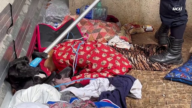 Cadela em situação de rua é separada de filhotes durante ação da Guarda Municipal