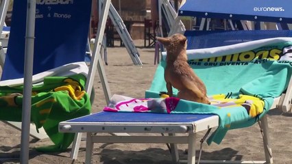 شاطئ خاص يوفر ملاذاً للكلاب خلال صيف شديد الحرارة في إيطاليا