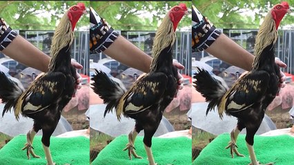 El gallo de tres patas: un símbolo de buena suerte en Tailandia